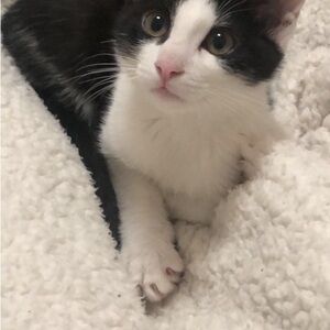 Cozy Black and White Cat Blanket